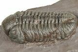 Glassy Austerops Trilobite - Jorf, Morocco #328585-2